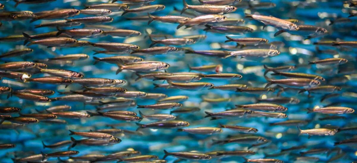 banco de anchoa del Cantábrico