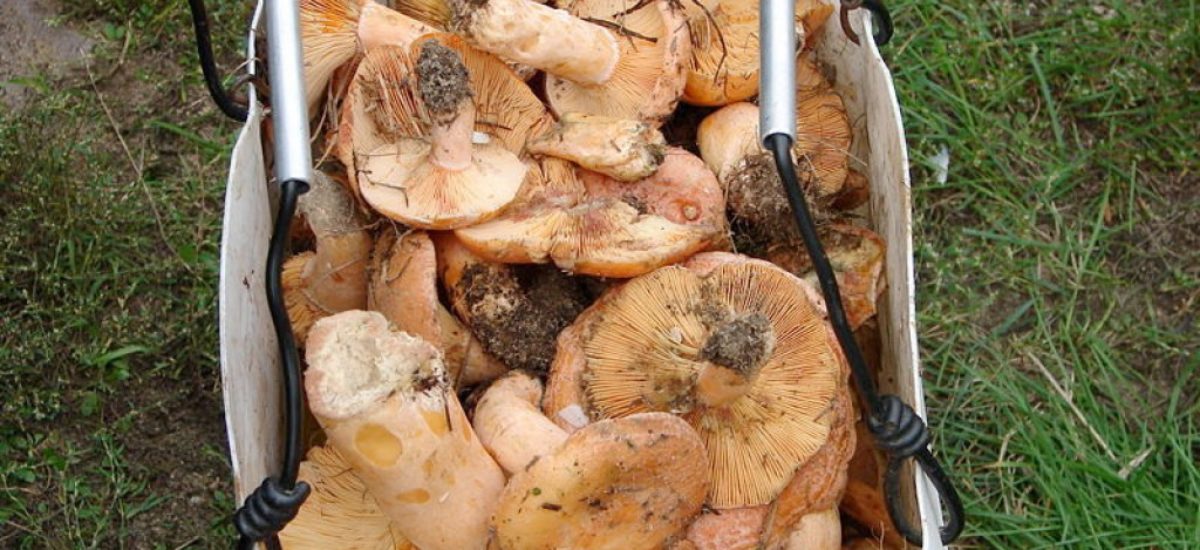 img_robellones.hd_ Img robellones hd