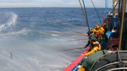pesca sostenible bonito del norte