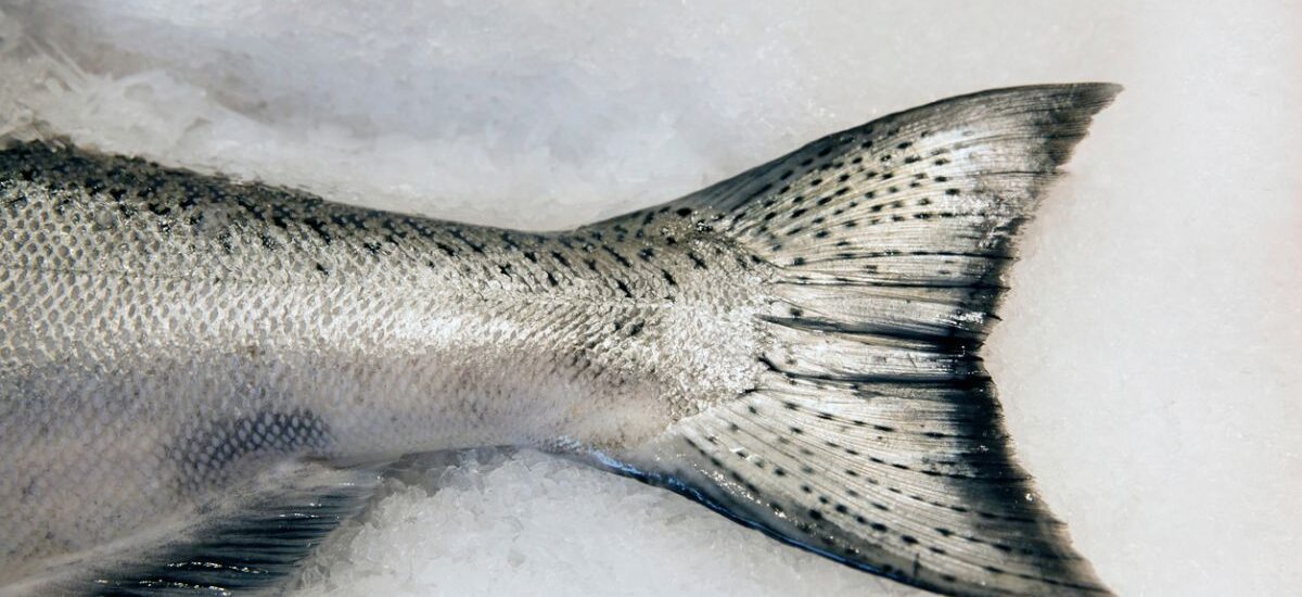 prevenir-anisakis-consejos consejos para prevenir el anisakis