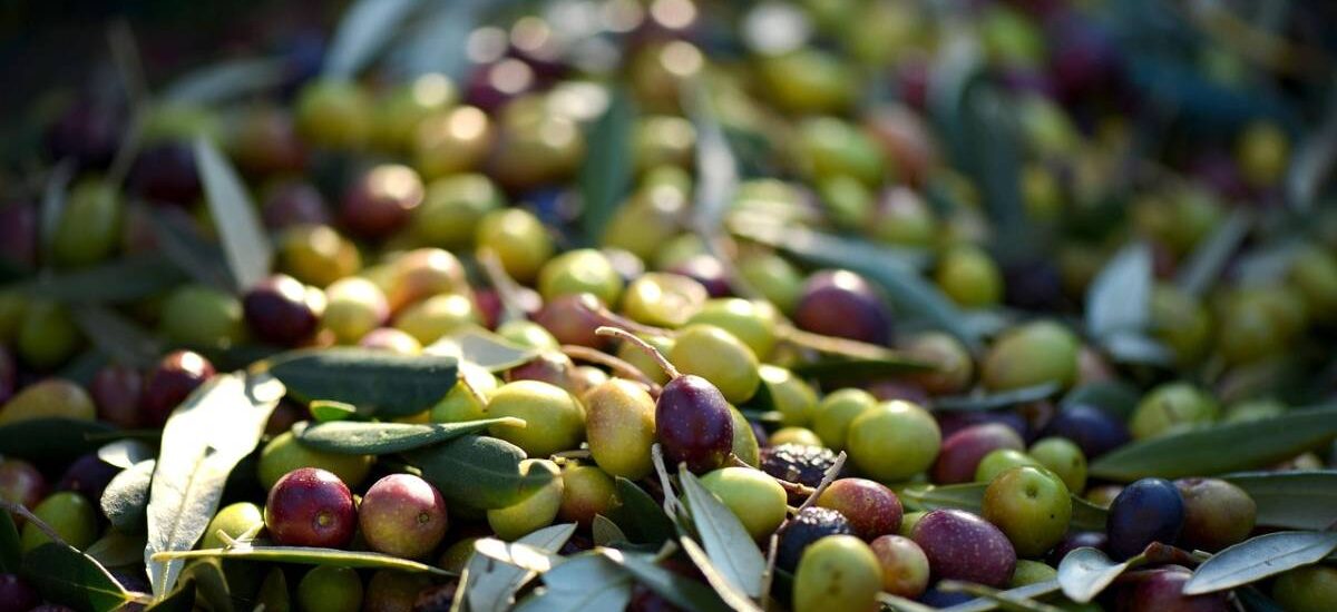 aceitunas huesos aceitunas