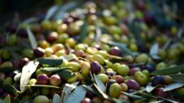huesos aceitunas
