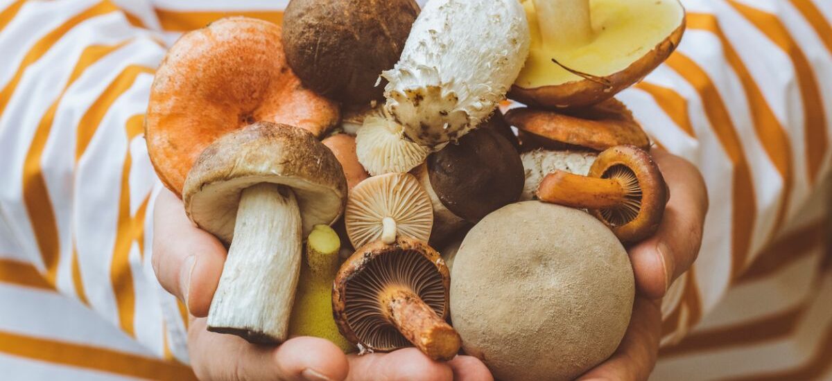 tapas y entrantes con setas