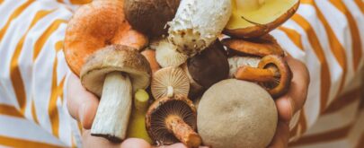 tapas y entrantes con setas