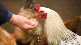 gripe aviar y precio de los huevos