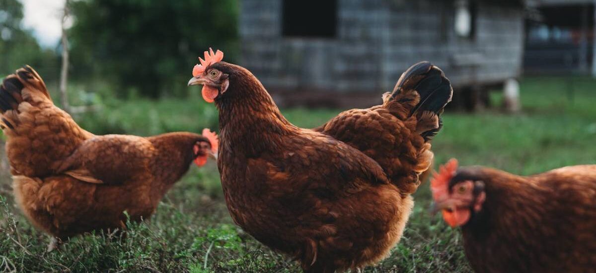 gallinas corral gripe