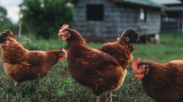 gallinas corral gripe