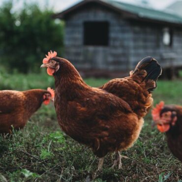 gallinas corral gripe
