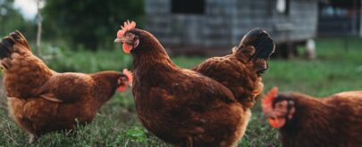 gallinas corral gripe