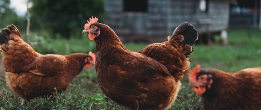 gallinas corral gripe