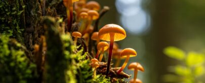 hongos silvestres en peligro de extinción