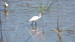 aves en Doñana cambio climático