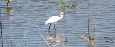 aves en Doñana cambio climático