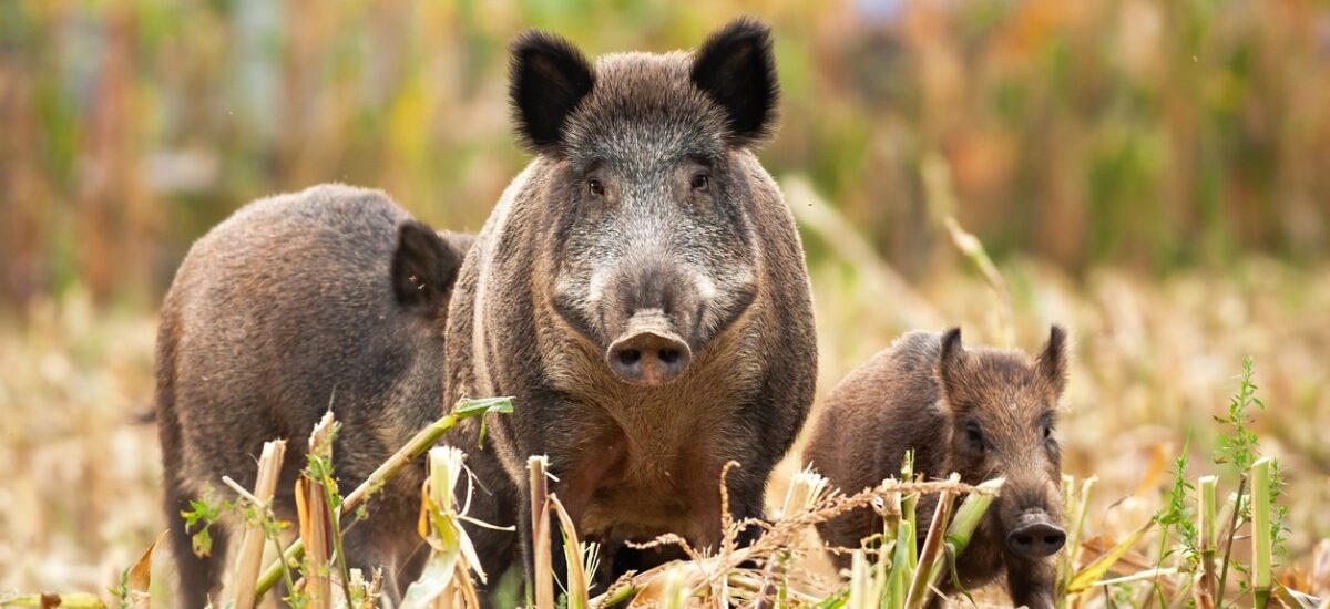 peste porcina africana riesgos y medidas