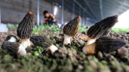 micelio de hongo como nuevo alimento