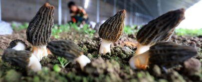 micelio de hongo como nuevo alimento