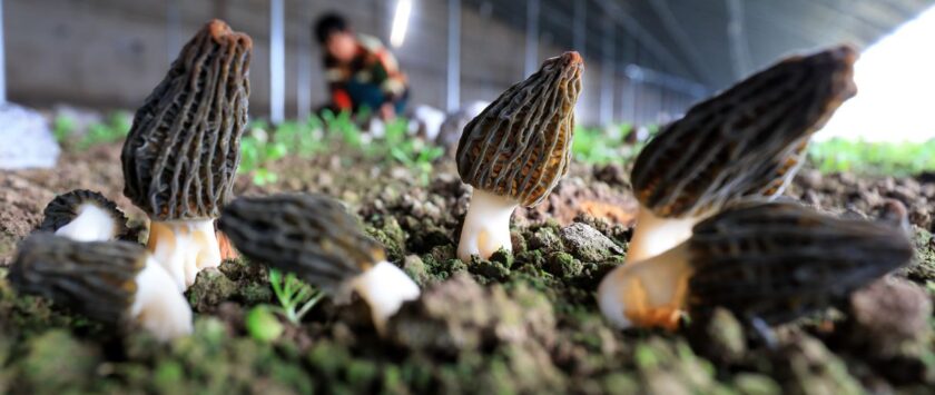 micelio de hongo como nuevo alimento