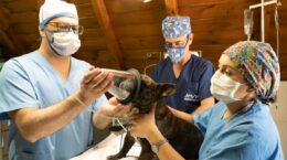 investigación cáncer en perros