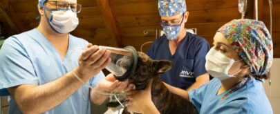 investigación cáncer en perros