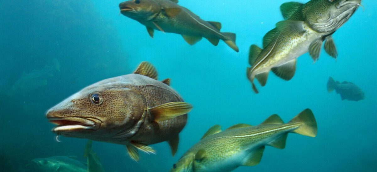 cómo elegir un pescado de temporada sostenible