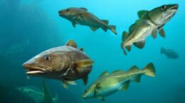 cómo elegir un pescado de temporada sostenible