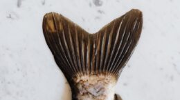 fraude en el sector pesquero