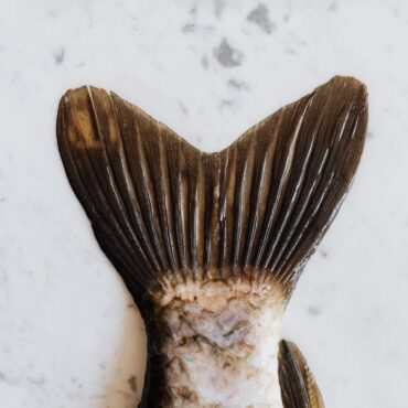 fraude en el sector pesquero