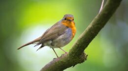 beneficios de las aves para los ecosistemas
