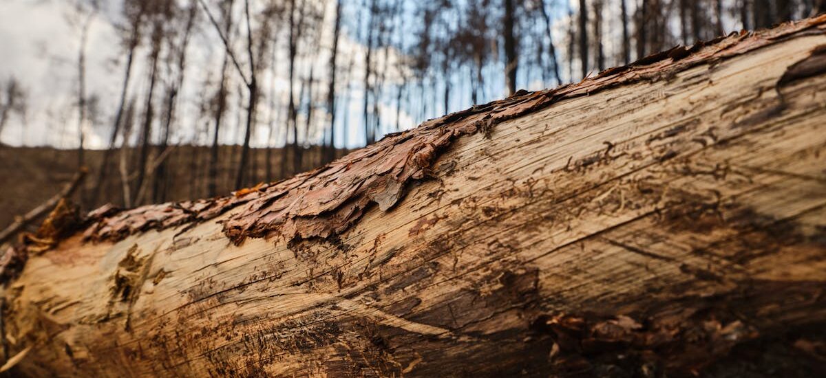 bosques en peligro por la contaminación