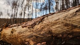 bosques en peligro por la contaminación