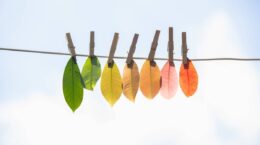 lavado verde blanqueo ecológico