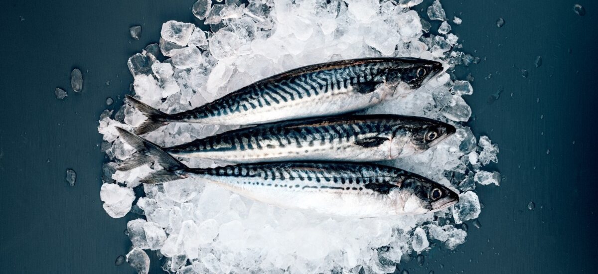 qué pescado está de temporada en primavera