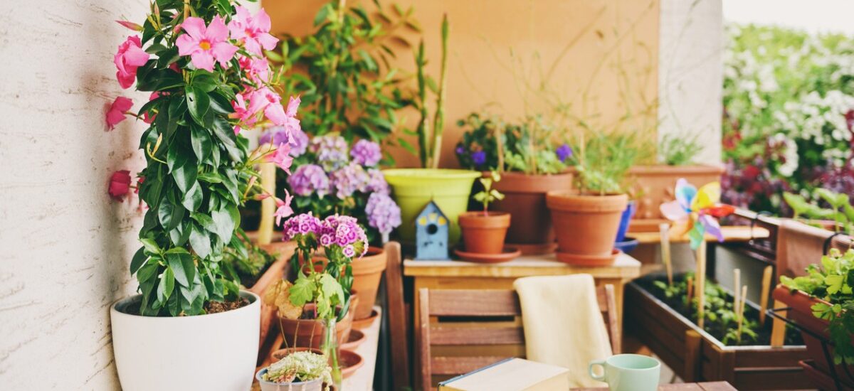 cómo hacer un oasis de mariposas en el balcón