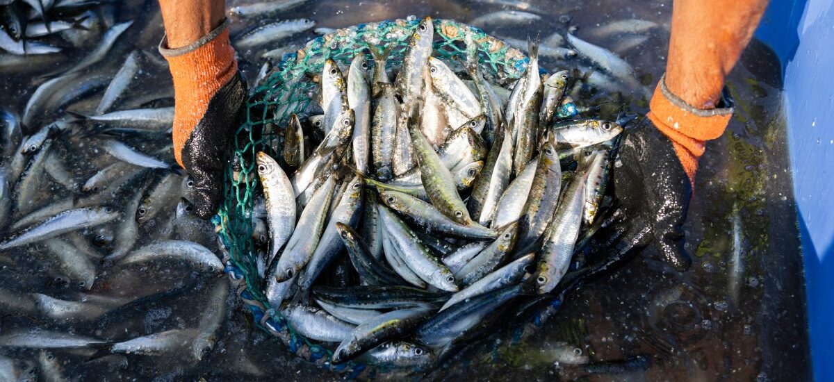 cuáles son las reglas de control de captura en la pesca