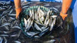 cuáles son las reglas de control de captura en la pesca