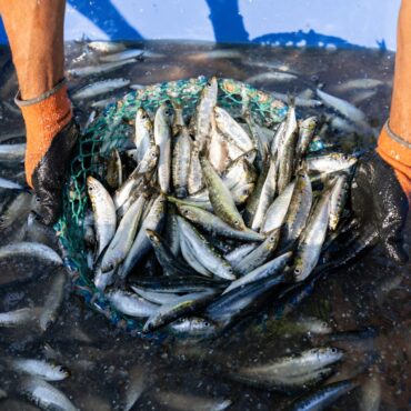 cuáles son las reglas de control de captura en la pesca