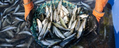 cuáles son las reglas de control de captura en la pesca