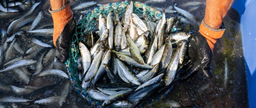 cuáles son las reglas de control de captura en la pesca