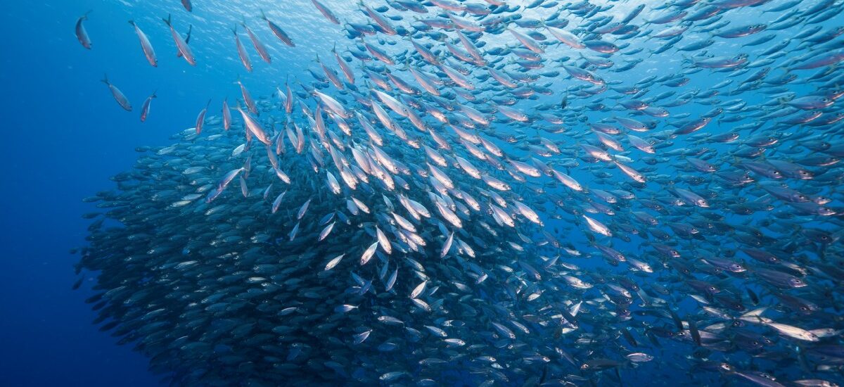 garantizar-pesca-sostenible-acuerdos banco peces