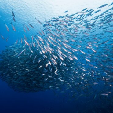banco peces