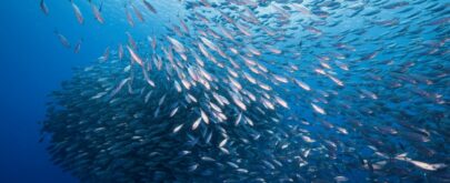 banco peces