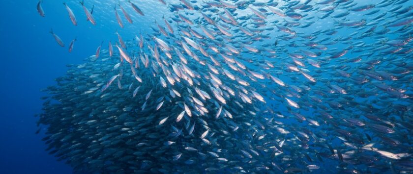 banco peces