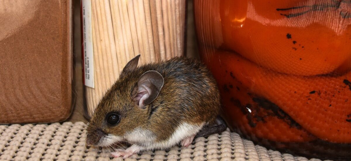 hantavirus cómo se contagia