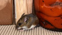 hantavirus cómo se contagia