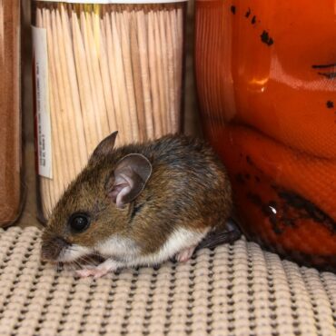 hantavirus cómo se contagia