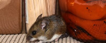hantavirus cómo se contagia