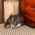hantavirus cómo se contagia