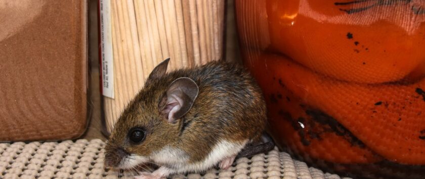 hantavirus cómo se contagia