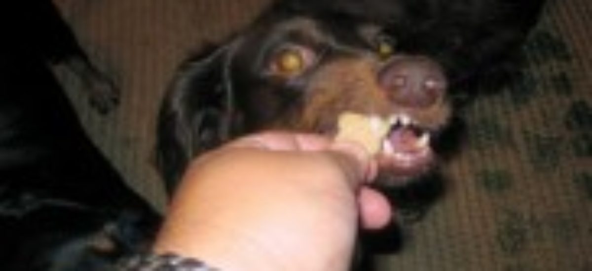 Comprimido Opresor Desmenuzar Trucos para alimentar a un perro muy delgado | Consumer