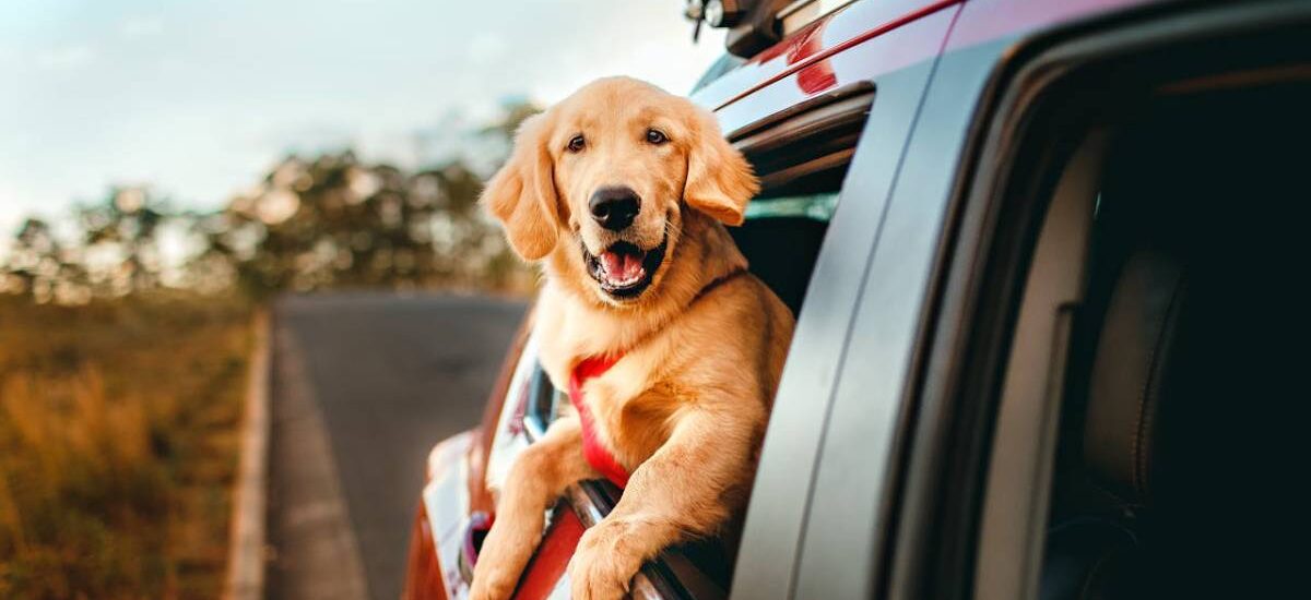 perro-viaje viajar perro UE
